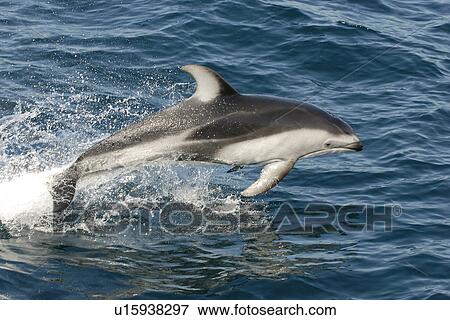 Pacific white sided dolphin (Lagenorhynchus obliquidens) porpoising or speed swimming. National marine sanctuary, Monterey bay, California Pacific ocean, USA. View Large Photo Image Stock Photo - Pacific white sided dolphin (Lagenorhynchus obliquidens) porpoising or speed swimming. National marine sanctuary, Monterey bay, California Pacific ocean, USA.. Fotosearch