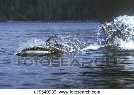 Stock Photo - Pacific White-sided Dolphin (Lagenorhynchus obliquidens) bow-riding in Johnstone Strait, British Columbia, Canada.. Fotosearch