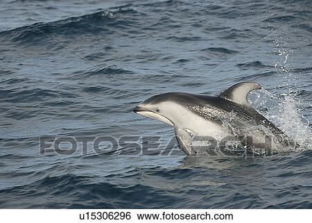 Stock Photograph - Pacific white sided dolphin Lagenorhynchus obliquidens, porpoising or speed swimming. Monterey Bay, California, USA, Pacific Ocean. Fotosearch