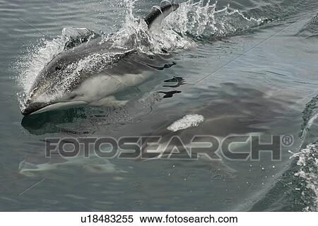 Stock Photography - Pacific white sided dolphin (Lagenorhynchus obliquidens) surfacing. National marine sanctuary, Monterey bay, California Pacific ocean, USA.. Fotosearch