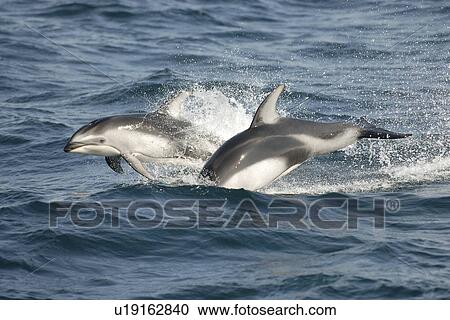 Stock Image - Pacific white sided dolphins (Lagenorhynchus obliquidens) porpoising or speed swimming. National marine sanctuary, Monterey bay, California Pacific ocean, USA.. Fotosearch