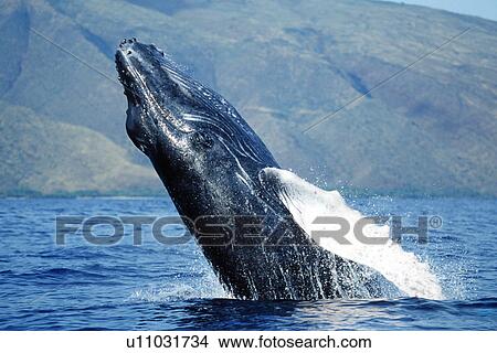 Pacific Wumpback Whale (Megaptera novaeangliae) calf breaching off the west coast of Maui, Hawaii. View Large Photo Image Picture - Pacific Wumpback Whale (Megaptera novaeangliae) calf breaching off the west coast of Maui, Hawaii.. Fotosearch