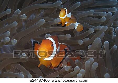Stock Image - Pair of false clown anemone fish, Amphiprion ocellaris, Dauin, Dumaguete, s Island, Philippines. Fotosearch