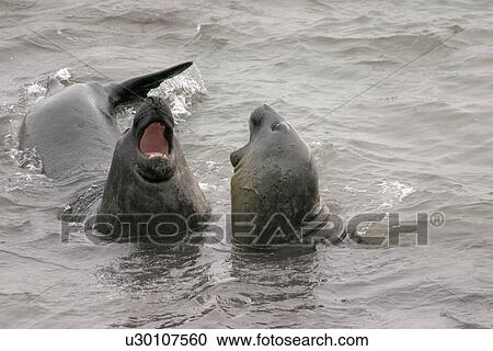 Pair of male Southern elephant seals (Mirounga leonina) fighting in sea South Shetlands View Large Photo Image Stock Image - Pair of male Southern elephant seals (Mirounga leonina) fighting in sea South Shetlands. Fotosearch