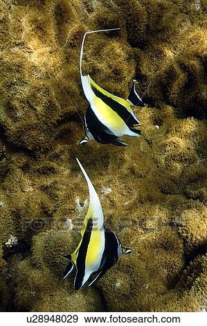 Pair of moorish idols, Zanclus cornutus, swimming over coral, Rhodactis howsii, Namu atoll, Marshall Islands (N. Pacific) View Large Photo Image Stock Photo - Pair of moorish idols, Zanclus cornutus, swimming over coral, Rhodactis howsii, Namu atoll, Marshall Islands (N. Pacific). Fotosearch