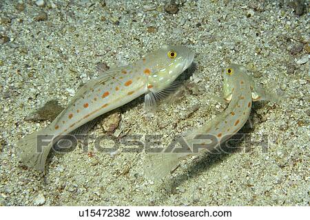 Pair of orange-dashed gobies, Valenciennea puellaris, Lapus Lapus Island marine park, Malapascua, Cebu, Philippines View Large Photo Image Stock Image - Pair of orange-dashed gobies, Valenciennea puellaris, Lapus Lapus Island marine park, Malapascua, Cebu, Philippines. Fotosearch