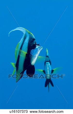 Pair of Red Sea Bannerfish (Heniochus intermedius). Red Sea. View Large Photo Image Stock Image - Pair of Red Sea Bannerfish (Heniochus intermedius). Red Sea.. Fotosearch