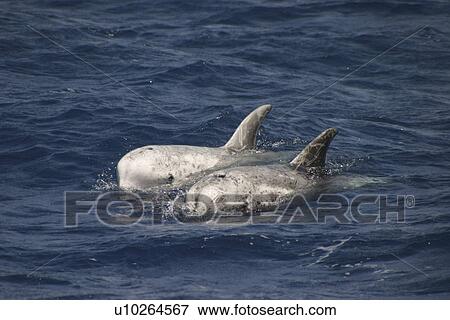 Pair of Risso's Dolphin, Grampus griseus, swimming off the Azores. Note the groove in the melon View Large Photo Image Stock Photo - Pair of Risso's Dolphin, Grampus griseus, swimming off the Azores. Note the groove in the melon. Fotosearch