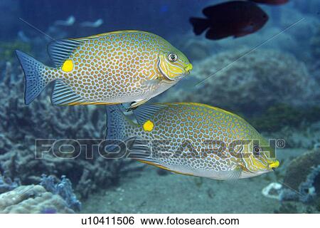 Stock Photograph - Pair of spotted or golden rabbit fish, Siganus guttatus, swimming in mid-water, Dumaguete, s, Philippines. Fotosearch