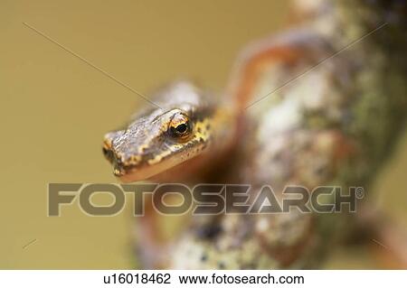 Stock Image - Palmate Newt (Triturus helvetica) head portrait while crawling over branch Argyll Scotland, UK. Fotosearch