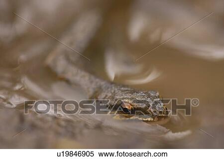 Palmate Newt (Triturus helvetica), submerged in puddle while on the move, body in focus Argyll Scotland, UK View Large Photo Image Stock Photography - Palmate Newt (Triturus helvetica), submerged in puddle while on the move, body in focus Argyll Scotland, UK. Fotosearch