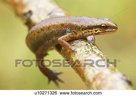 Palmate Newt (Triturus helvetica) while crawling over branch Argyll Scotland, UK View Large Photo Image Stock Photograph - Palmate Newt (Triturus helvetica) while crawling over branch Argyll Scotland, UK. Fotosearch