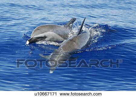 Stock Image - Pantropical Spotted Dolphin (Stenella attenuata) surfacing in the AuAu Channel between Maui and Lanai, Hawaii. Pacific Ocean. This species of dolphin has no spots at birth and only attains the spotting pattern as it grows older. Hawaii, USA. Fotosearch