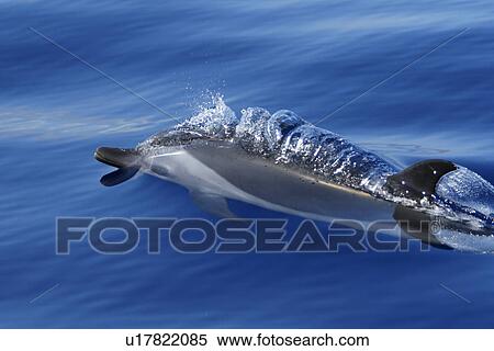 Stock Photography - Pantropical Spotted Dolphin (Stenella attenuata) surfacing in the AuAu Channel between Maui and Lanai, Hawaii. Pacific Ocean. This species of dolphin has no spots at birth and only attains the spotting pattern as it grows older. Hawaii, USA. Fotosearch