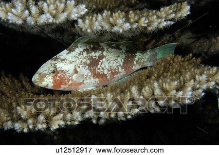 Stock Photo - Parrotfish, Scarus sp., sleeping between Acropora coral plates, Rongelap, Marshall Islands, Micronesia. Fotosearch