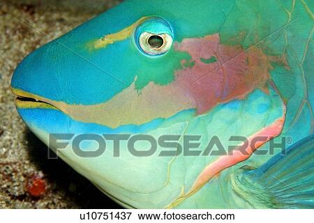 Stock Photo -  Parrotfish sleeping, Sparisoma sp., night, Ponta da Sapata, Fernando de Noronha national marine sanctuary, Pernambuco, Brazil (S. Atlantic). Fotosearch