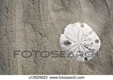 Stock Image - Patterns in the sand dunes (with sand dollar) of Islam Magdalena on the Pacific side of the Baja Peninsula, Mexico.. Fotosearch