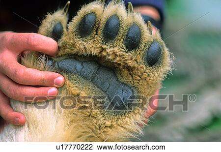 Paw with claws of a young Polar Bear (Ursus Maritimus). Hinlopenstreet, Svalbard. View Large Photo Image Stock Image - Paw with claws of a young Polar Bear (Ursus Maritimus). Hinlopenstreet, Svalbard.. Fotosearch