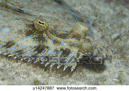Stock Photo - Peacock fish or flounder. Cayman.. Fotosearch