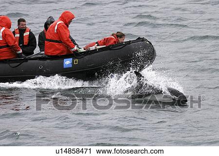 Stock Image - Peales Dolphin (Lagenorhynchus australis) Adult bow-riding. The Falkland Islands, South Atlantic Ocean.. Fotosearch