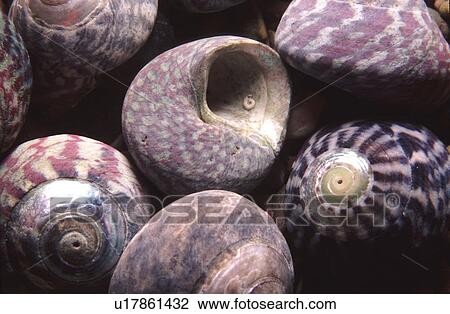 Pennant's Topshell. UK View Large Photo Image Stock Image - Pennant's Topshell. UK. Fotosearch