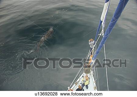 People on boat taking pictures of Basking shark dorsal fin for photo-identification. (Cetorhinus maximus) Hebrides, Scotland View Large Photo Image Stock Photo - People on boat taking pictures of Basking shark dorsal fin for photo-identification. (Cetorhinus maximus) Hebrides, Scotland. Fotosearch
