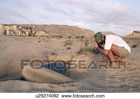 Person watching Green turtle (Chelonia midas) digging nest in which to lay eggs, Ra's al Junais, Sultanate of Oman View Large Photo Image Stock Image - Person watching Green turtle (Chelonia midas) digging nest in which to lay eggs, Ra's al Junais, Sultanate of Oman. Fotosearch