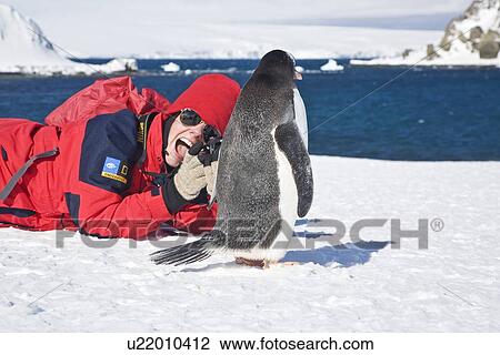 Photographer with an adult gentoo penguin (Pygoscelis papua) on Barrentos Island in the Aitcho Island Group, South Shetland Islands, Antarctica. Southern Ocean. There are an estimated 80, 000 breeding gentoo penguin pairs in the Antarctic peninsula area wi View Large Photo Image Stock Image - Photographer with an adult gentoo penguin (Pygoscelis papua) on Barrentos Island in the Aitcho Island Group, South Shetland Islands, Antarctica. Southern Ocean. There are an estimated 80, 000 breeding gentoo penguin pairs in the Antarctic peninsula area wi. Fotosearch