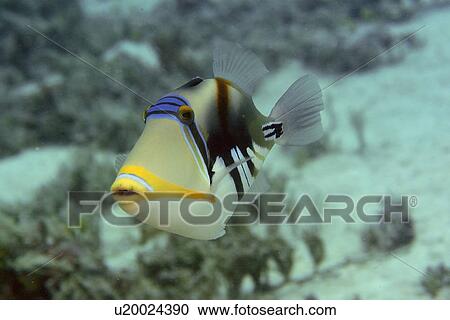 Picasso or blackbar triggerfish, Rhinecanthus aculeatus, Rongelap, Marshall Islands, Micronesia View Large Photo Image Stock Image - Picasso or blackbar triggerfish, Rhinecanthus aculeatus, Rongelap, Marshall Islands, Micronesia. Fotosearch