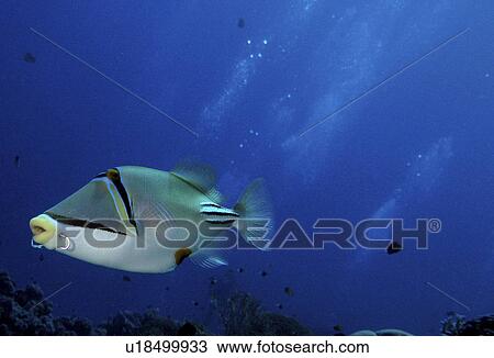 Picasso Trigger Fish, (Rhinecanthus Assasi). Showing off his latest piercing. Safaga, Red Sea. View Large Photo Image Stock Image - Picasso Trigger Fish, (Rhinecanthus Assasi). Showing off his latest piercing. Safaga, Red Sea.. Fotosearch