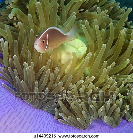 Stock Photography - Pink anemone fish, Amphiprion periderion, on magnificent sea anemone, Heteractis magnifica, Dumaguete, s, Philippines. Fotosearch