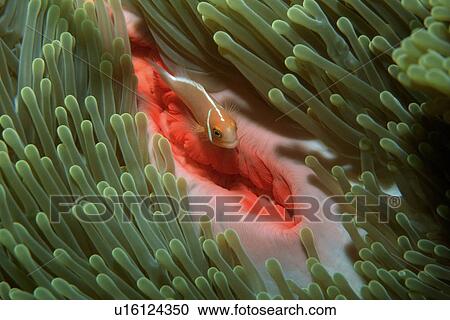 Pink anemone fish on sea anemone, Amphiprion periderion, Rongelap, Marshall Islands (N. Pacific) View Large Photo Image Stock Image - Pink anemone fish on sea anemone, Amphiprion periderion, Rongelap, Marshall Islands (N. Pacific). Fotosearch