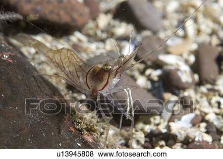 Stock Photo - Pink Prawn or Northern Prawn (Pandalus montagui), clear view of prawn on gravel seabed, St Abbs, Scotland, UK. Fotosearch