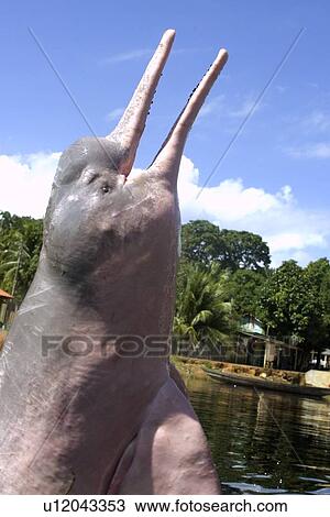 Pink river dolphin or boto, Inia geoffrensis, leaps into the air, River, Amazonas, Brazil View Large Photo Image Stock Image - Pink river dolphin or boto, Inia geoffrensis, leaps into the air, River, Amazonas, Brazil. Fotosearch