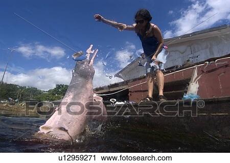 Stock Image - Pink river dolphin or boto, Inia geoffrensis, being hand fed, River, Amazonas, Brazil. Fotosearch