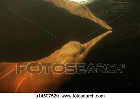 Stock Image - Pink river dolphin or boto, Inia geoffrensis, River, Amazonas, Brazil. (rr). Fotosearch