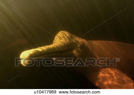 Pink river dolphin or boto, Inia geoffrensis, River, Amazonas, Brazil View Large Photo Image Stock Photo - Pink river dolphin or boto, Inia geoffrensis, River, Amazonas, Brazil. Fotosearch