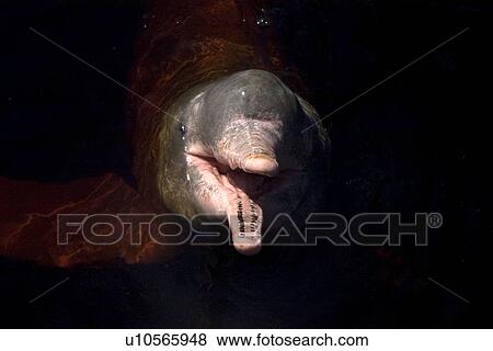 Stock Photo - Pink river dolphin or boto, Inia geoffrensis, River, Amazonas, Brazil. Fotosearch