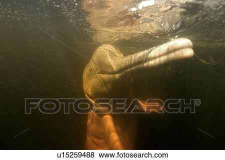 Stock Photo - Pink river dolphin or boto, Inia geoffrensis, River, Amazonas, Brazil. Fotosearch