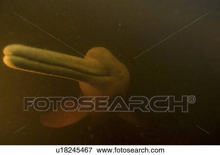 Pink river dolphin or boto (Inia geoffrensis). River, Amazonas, Brazil View Large Photo Image Stock Photo - Pink river dolphin or boto (Inia geoffrensis). River, Amazonas, Brazil. Fotosearch