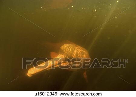 Pink river dolphin or boto (Inia geoffrensis). River, Amazonas, Brazil View Large Photo Image Stock Photograph - Pink river dolphin or boto (Inia geoffrensis). River, Amazonas, Brazil. Fotosearch