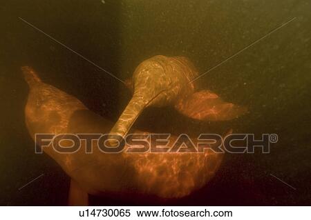 Stock Photography - Pink river dolphin or boto (Inia geoffrensis). River, Amazonas, Brazil. Fotosearch