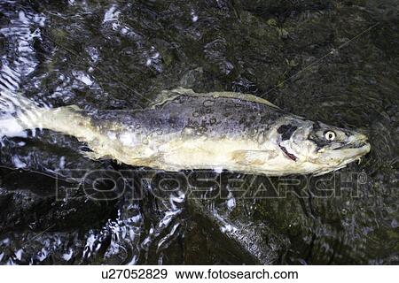 Pink Salmon (Oncorhynchus gorbuscha) Adult spawning in a stream in Southeast Alaska, USA. View Large Photo Image Stock Photo - Pink Salmon (Oncorhynchus gorbuscha) Adult spawning in a stream in Southeast Alaska, USA.. Fotosearch