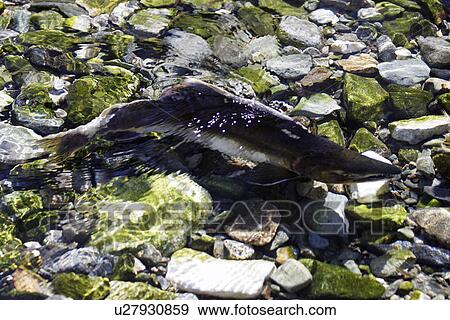 Stock Photo - Pink Salmon (Oncorhynchus gorbuscha) - nicknamed the Humpbacked salmon. Adult male spawning in a stream. Southeast Alaska, USA.. Fotosearch