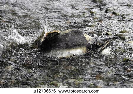 Pink Salmon (Oncorhynchus gorbuscha) - nicknamed the Humpbacked salmon. Adult male struggling to swim upstream to spawn in a stream. Southeast Alaska, USA. View Large Photo Image Stock Photograph - Pink Salmon (Oncorhynchus gorbuscha) - nicknamed the Humpbacked salmon. Adult male struggling to swim upstream to spawn in a stream. Southeast Alaska, USA.. Fotosearch