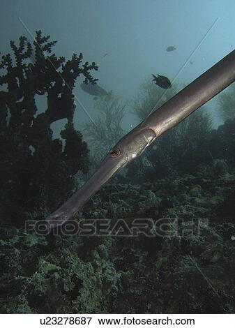 Pipefish (Species unknown) (rr) View Large Photo Image Stock Photo - Pipefish (Species unknown) (rr). Fotosearch