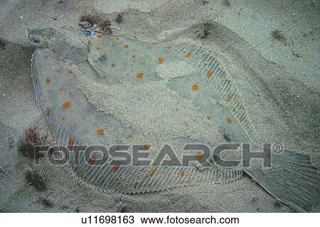 Stock Image - Plaice. UK. Fotosearch