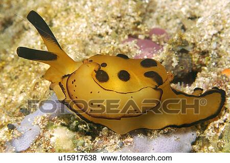 Stock Photo - Pleurobranch sidegill slug, Berthella martensi, mantle detail, Puerto Galera, Mindoro, Philippines. Fotosearch