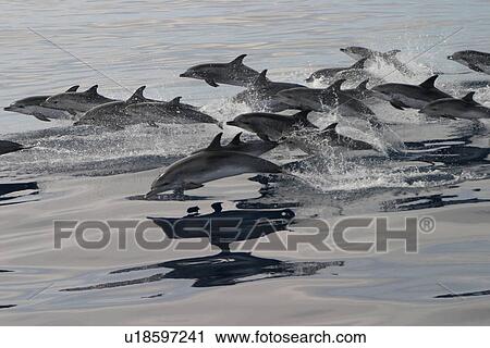 Stock Image - Pod of Atlantic spotted dolphins porpoising at surface (Stenella frontalis) Azores, Atlantic Ocean. Fotosearch