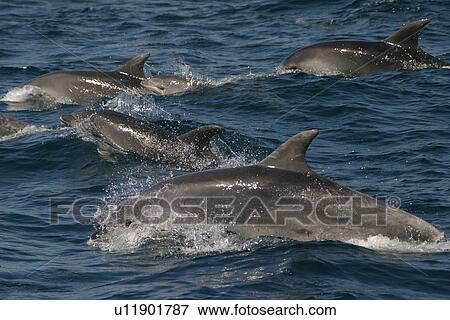 Stock Photo - Pod of Bottlenose dolphins surfacing (Tursiops truncatus) Azores, Atlantic Ocean. Fotosearch